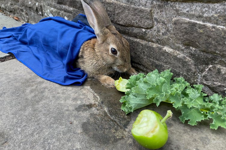 Lynne's rescued rabbit