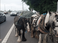 Man stopped on M48 for horse and carriage ride