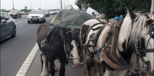 Man stopped on Severn Bridge for horse and carriage ride