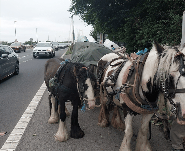 Man stopped on M48 for horse and carriage ride