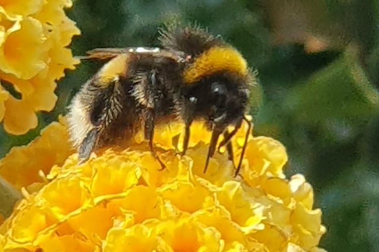 David Duke spotted this bee