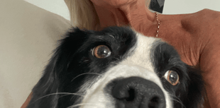 Dog contracts E. Coli from river