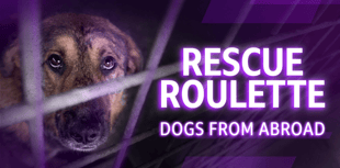 RSPCA urges licensing after BBC probe