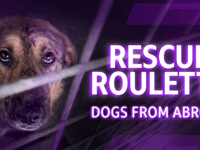 RSPCA urges licensing after BBC probe