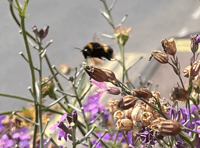 Join Wye Valley bumblebee workshop