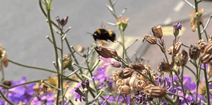 Join Wye Valley bumblebee workshop