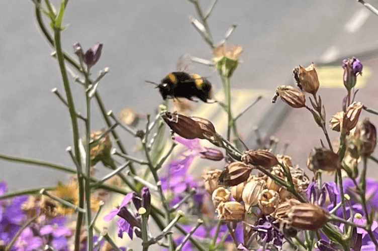 Bee in Monmouth 