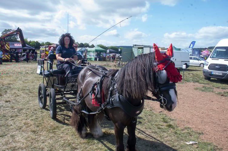 Robin Rossiter of Monmouthshire Carriage Driving with miniature cob Teddy.