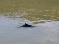 Unusual visitor to harbour