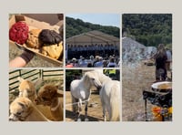 Vibrant Monmouthshire Show: A reporter’s insight