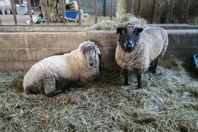 Can you help local animal sanctuary faced with food shortages?