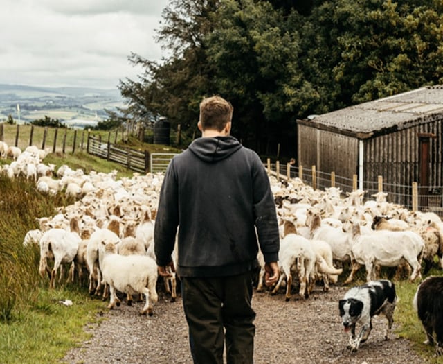 Welsh Lib Dems Raise Ongoing Red Tape Hitting Welsh Lamb 



