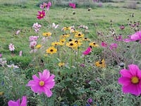 Wales Gardeners Could Boost UK Economy by £5B