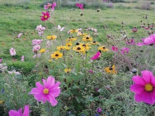 Wales Gardeners Could Boost UK Economy by £5B
