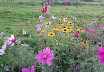 How Wales Gardeners Could Boost UK by £5B