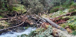 River restoration project tackles invasive species