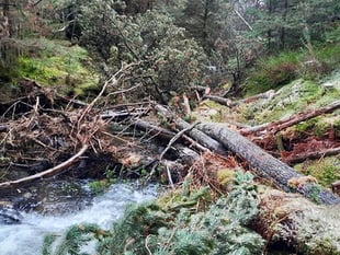 River restoration project tackles invasive species