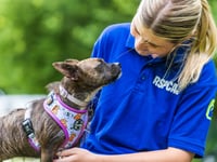 Monmouthshire Council receives RSPCA Platinum Award