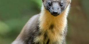 Pine marten haven opens in Wales