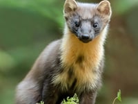 Pine marten haven opens in Wales