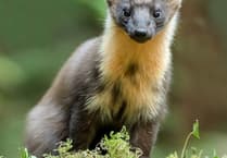Discover Wales' new pine marten haven