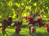 Vineyard announces UK first as new rosé released
