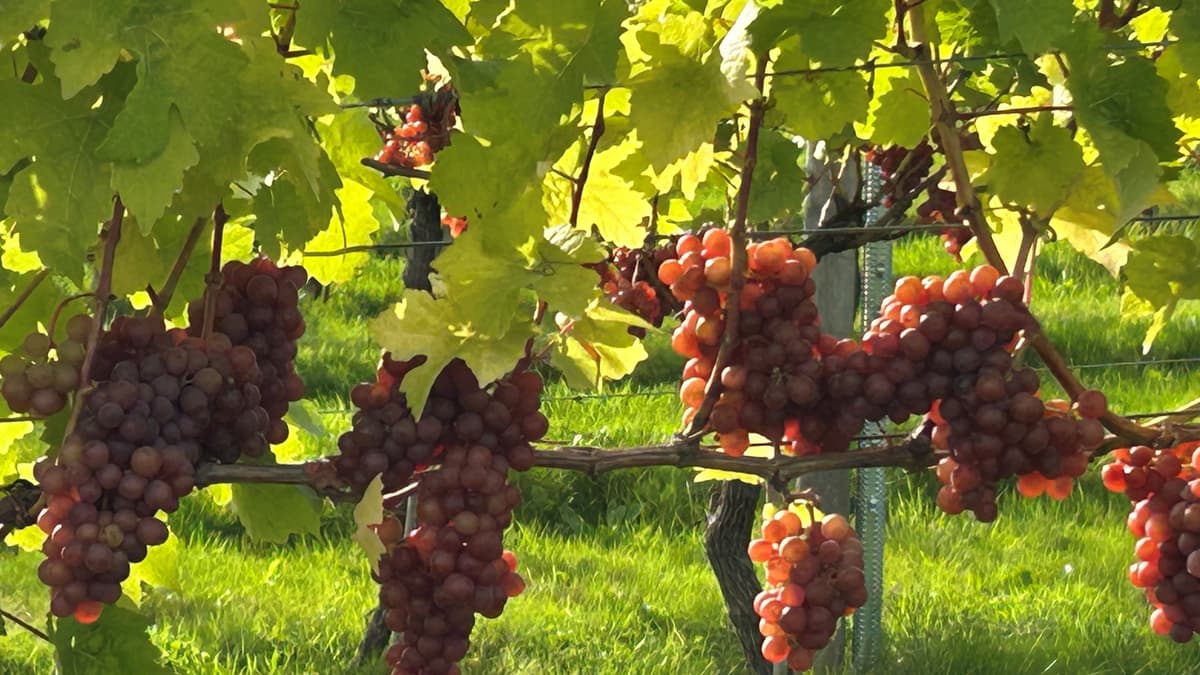 Vineyard Announces UK First as New Rosé Released | Monmouthshirebea...