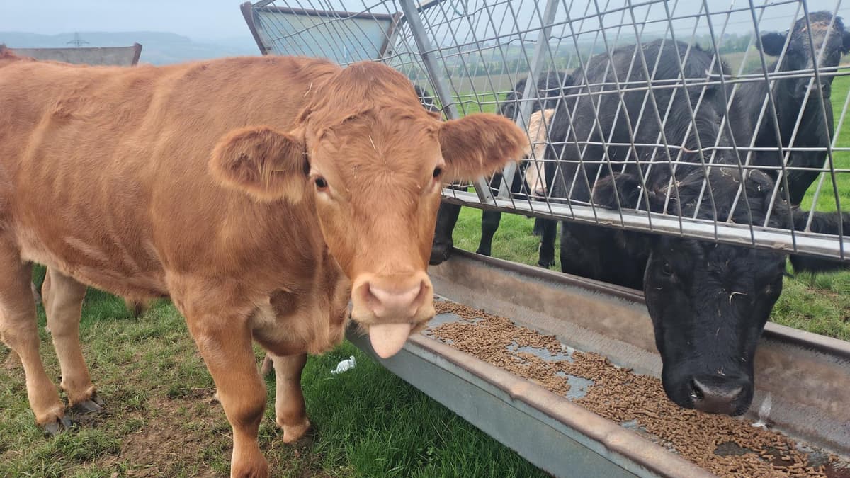 Chepstow Cattle Found to Have Bluetongue Virus | Monmouthshirebeaco...