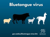 Restrictions in place as bluetongue virus confirmed on farm