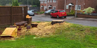 Illegal tree feller ordered to pay £1,520 compensation