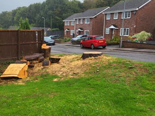 Illegal tree feller ordered to pay £1,520 compensation
