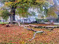 Beech tree limb falls in Monmouth
