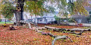 Beech tree limb falls in Monmouth