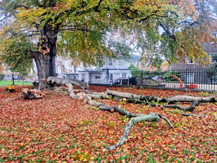 Beech tree limb falls in Monmouth