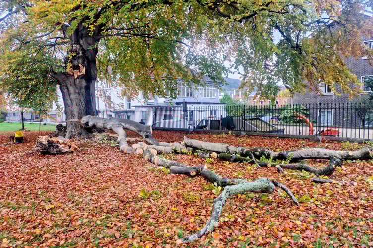 The beech tree limb that fell this morning