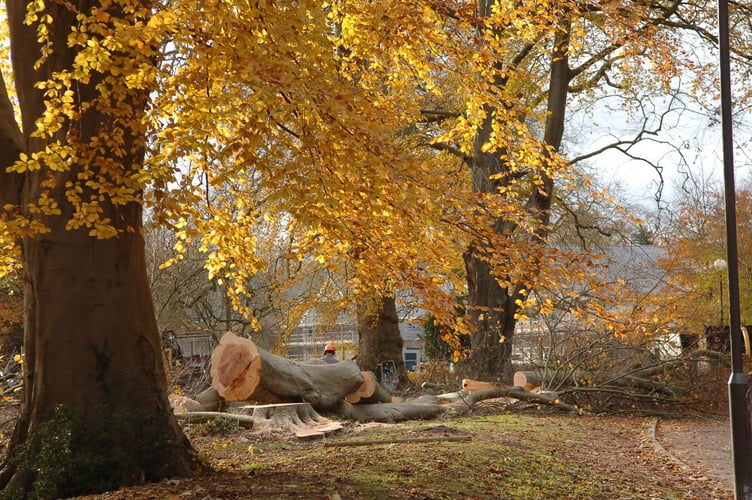 The beech tree felled in 2005
