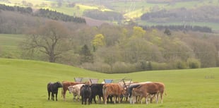 Support Welsh farmers this St David's Day