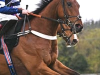 Vincenzo takes second for Sam in Paddy Power Gold Cup