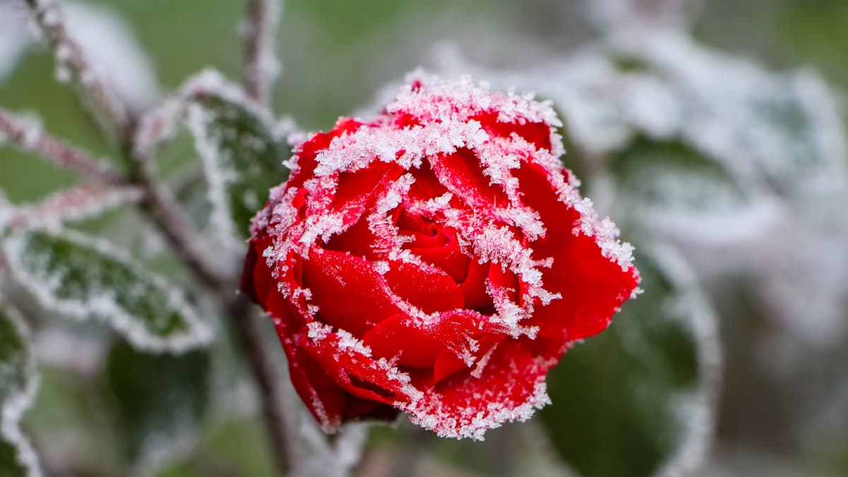 Health board urges residents to check on neighbours in cold snap