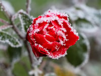 Health board urges residents to check on neighbours in cold snap 