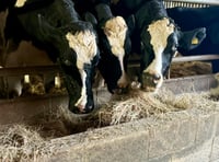 Dean Farm animal sanctuary launches winter hay and straw appeal
