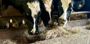 Dean Farm animal sanctuary launches winter hay and straw appeal
