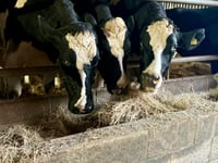Dean Farm animal sanctuary launches winter hay and straw appeal
