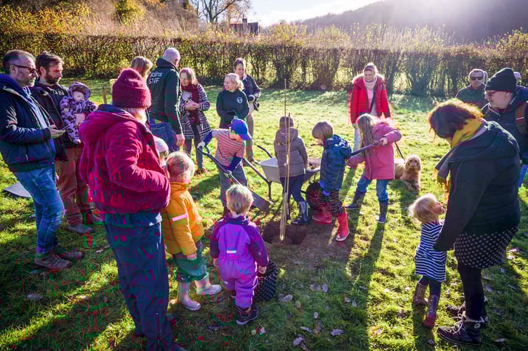 The tree of Hope sapling from the felled Sycamore Tree at Hadrians Wall