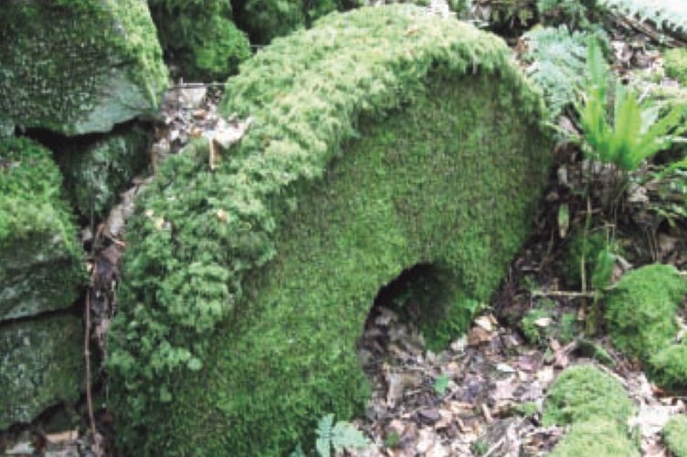 An unfinished millstone covered in moss in woods near Penallt