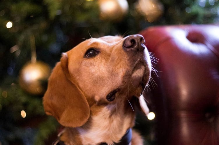Keeping your dog safe from festive treats is the best gift you can give them this holiday season
