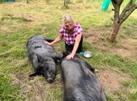 Gentle giants find refuge at Pen Y Bryn sanctuary
