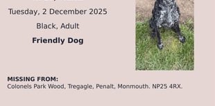 Monmouth residents seek missing German shorthaired pointer 