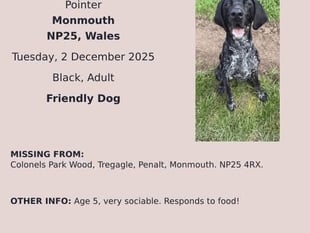 Monmouth residents seek missing German shorthaired pointer 