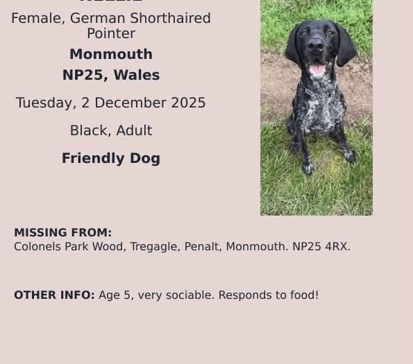 Monmouth residents seek missing German shorthaired pointer 